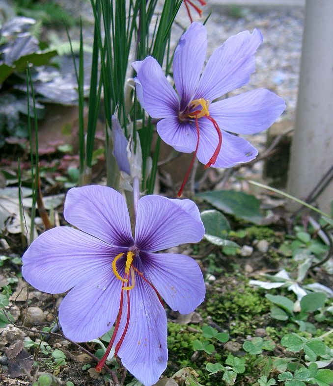 [Crocus sativus]